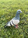 80s STYLE FUN NOVELTY METAL HEAVY TYPICAL PIGEON ORNAMENT