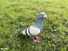 80s STYLE FUN NOVELTY METAL HEAVY TYPICAL PIGEON ORNAMENT